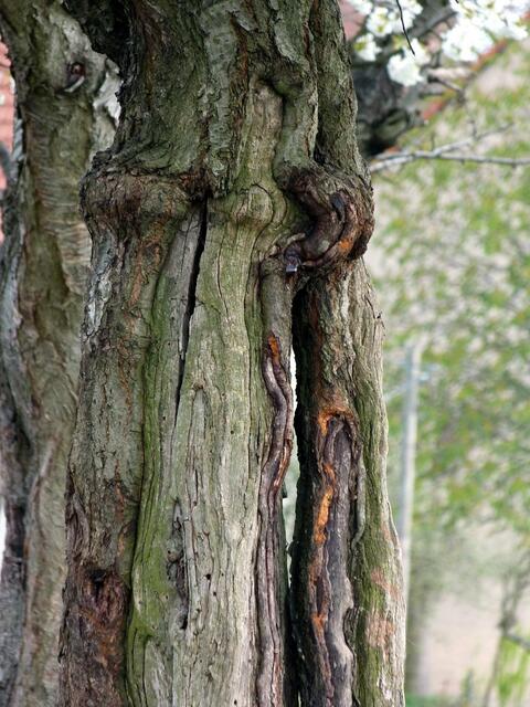 ..der Stamm geplatzt und vom Holzwurm zerfressen, aber lebt noch! Sh. nächstes Bild!