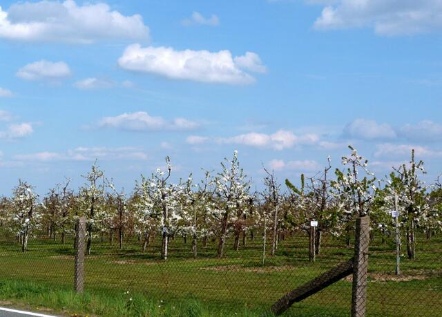 OBSTGUT IN LUMPZIG