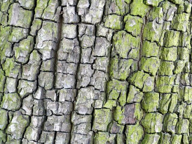 RINDE VOM ALTEN BIRNBAUM
