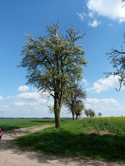 DIE RESTE VON KLUGEN' S PLANTAGE