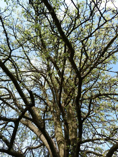 RIESIGE ALTE BIRNE AUF DER STREUOBSTWIESE