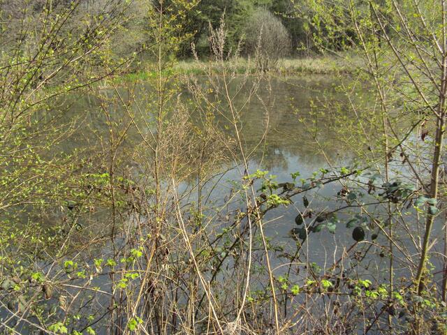 Der Eschteich - auch eine Hinterlassenschaft des Bergbaus.