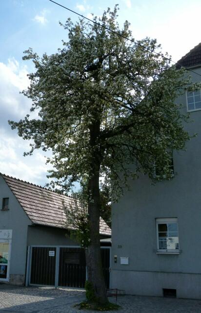 SEHR GROSSE BIRNE AN DER ALTEN STRASSENSCHÄNKE