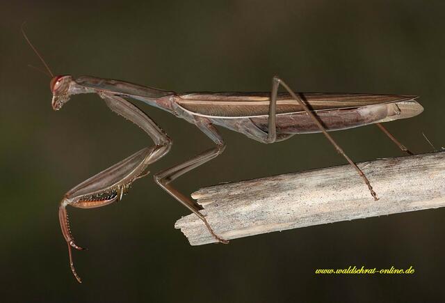 Ein "Alien" unter den Insekten....perfekt!