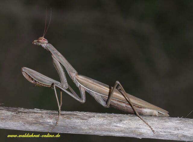 "Mantis religiosa" als Topmodel!