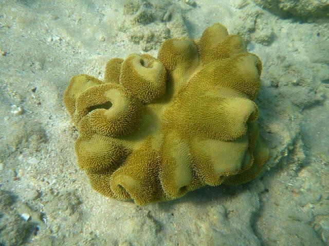 Lederkoralle (Sarcophyton Trocheliophorum).