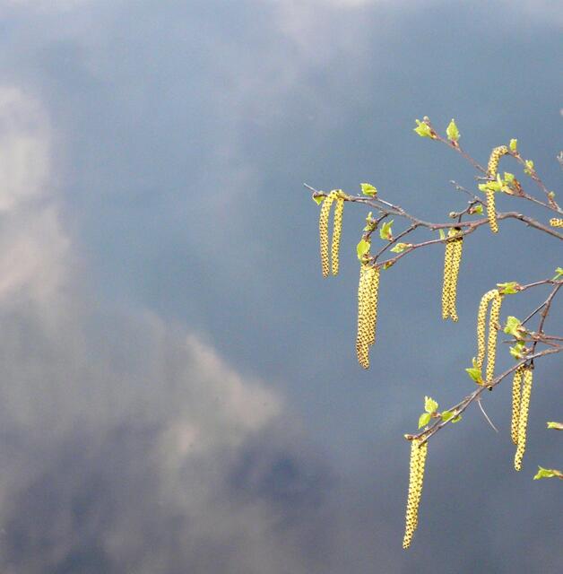 Birkenkätzchen und die ersten frischen Blätter strahlen in einem leuchtenden, hellen Grünton vor dem regenschweren, dunklen Himmel.