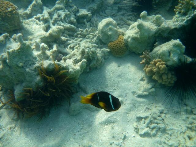Rotmeer-Anemonenfisch (Amphiprion Bicinctus).