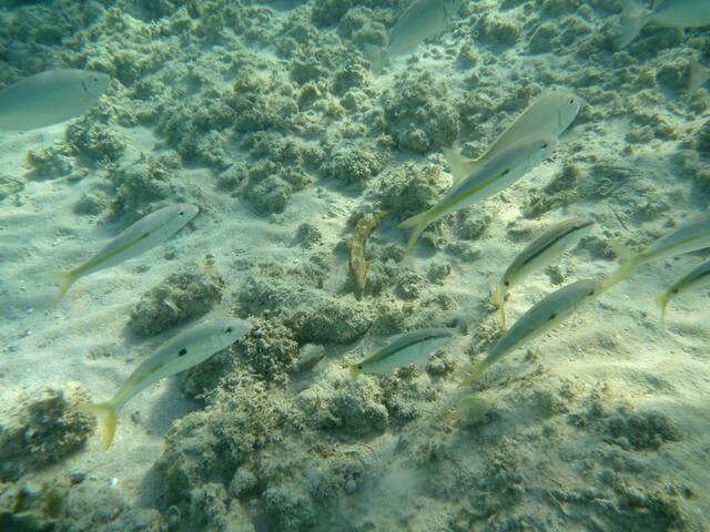 Rotmeer-Meerbarbe (Parupeneus Forsskali) ist oft mit Meerbarben (die zwei größeren Fische oben links und rechts) in einer Gruppe anzutreffen.