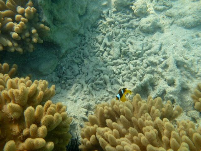 Rotmeer-Anemonenfisch (Amphiprion Bicinctus).