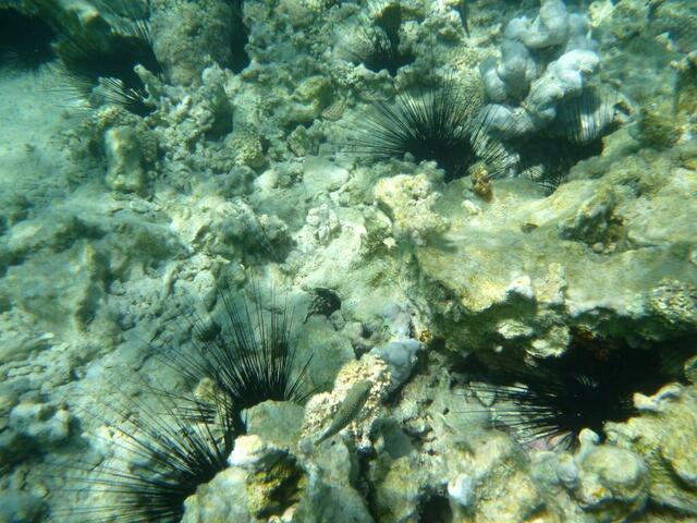 Rotmeer-Kofferfisch (Ostracion Cyanurus).