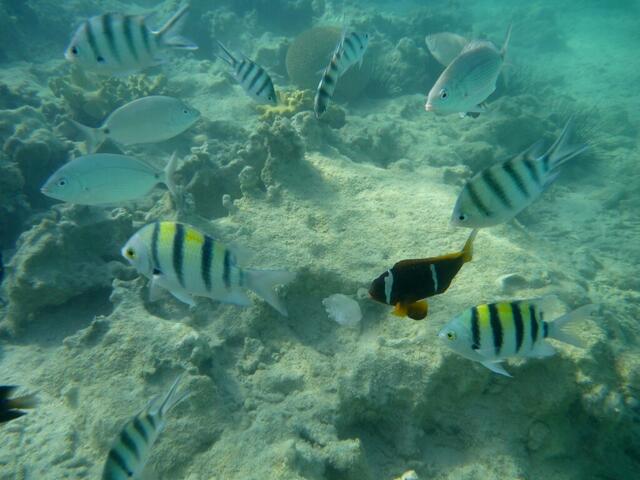 Indopazifischer Feldwebelfisch (Abudefduf Vaigiensis) + Rotmeer-Anemonenfisch (Amphiprion Bicinctus).