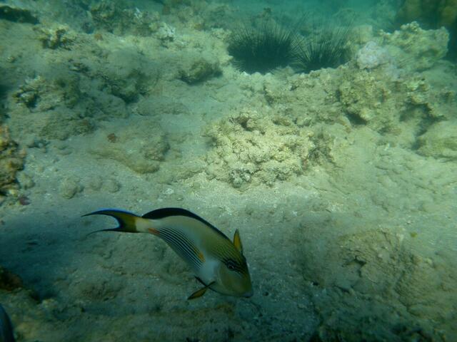 Arabischer Doktorfisch (Acanthurus Sohal).