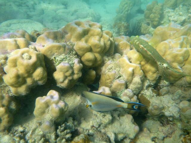 Arabischer Doktorfisch (Acanthurus Sohal) + …