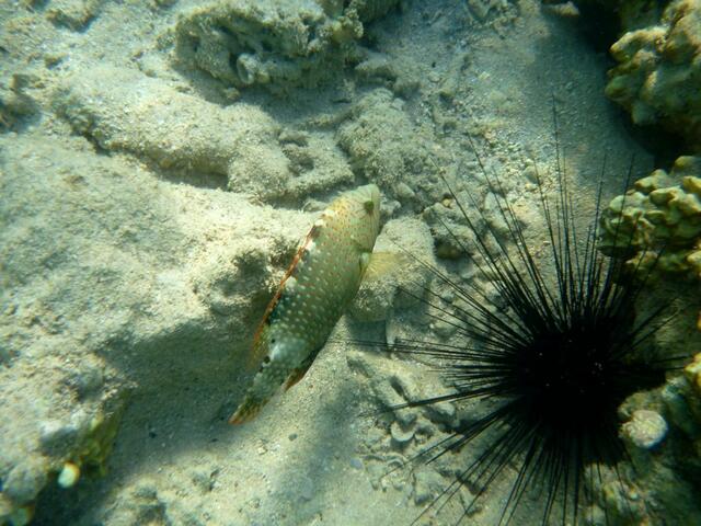 Schachbrett-Lippfisch (Halichoeres Hortulanus)?