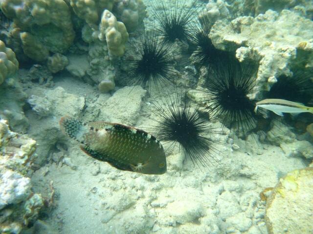 … + Gemeiner Diademseeigel (Diadema Setosum).