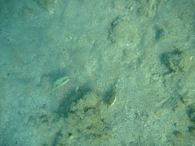 Zwei Rotmeer-Kofferfisch (Ostracion Cyanurus).