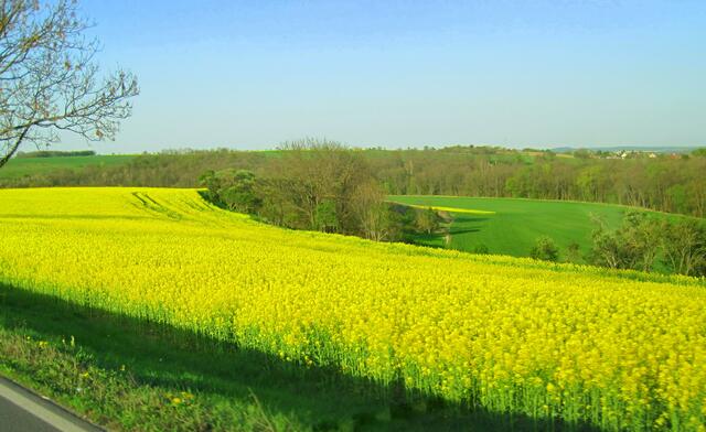 Wiesenaue im Ilmtal