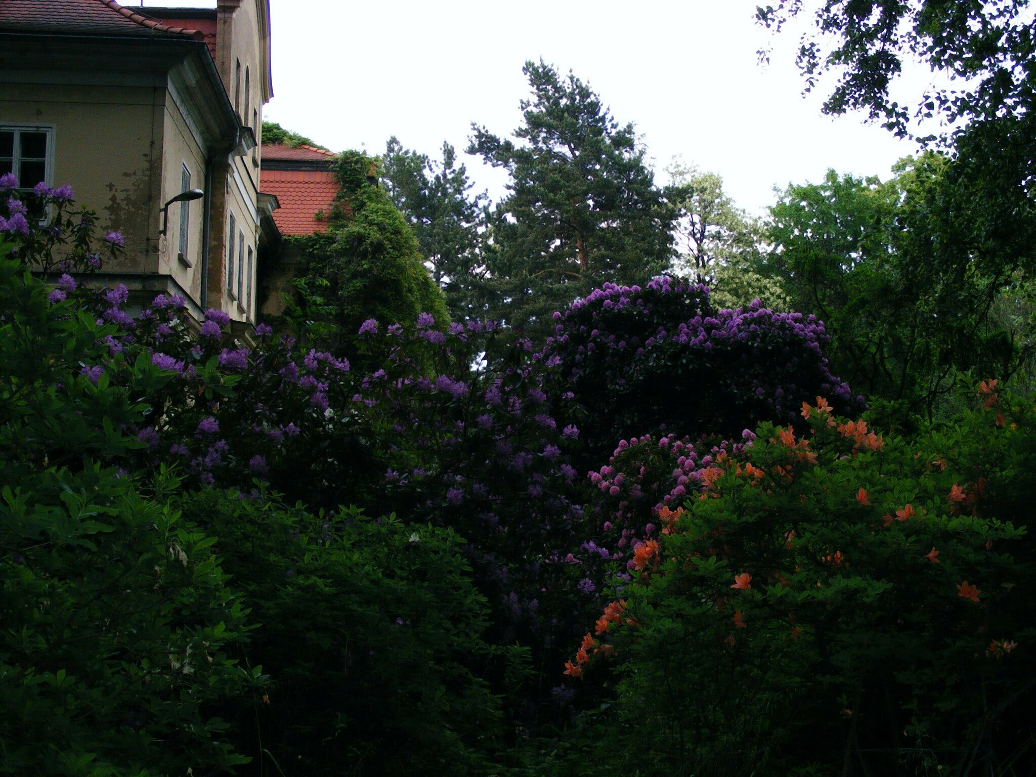 RHODODENDRONPARKANLAGE VON SCHLOSS TANNENFELD - Ghren