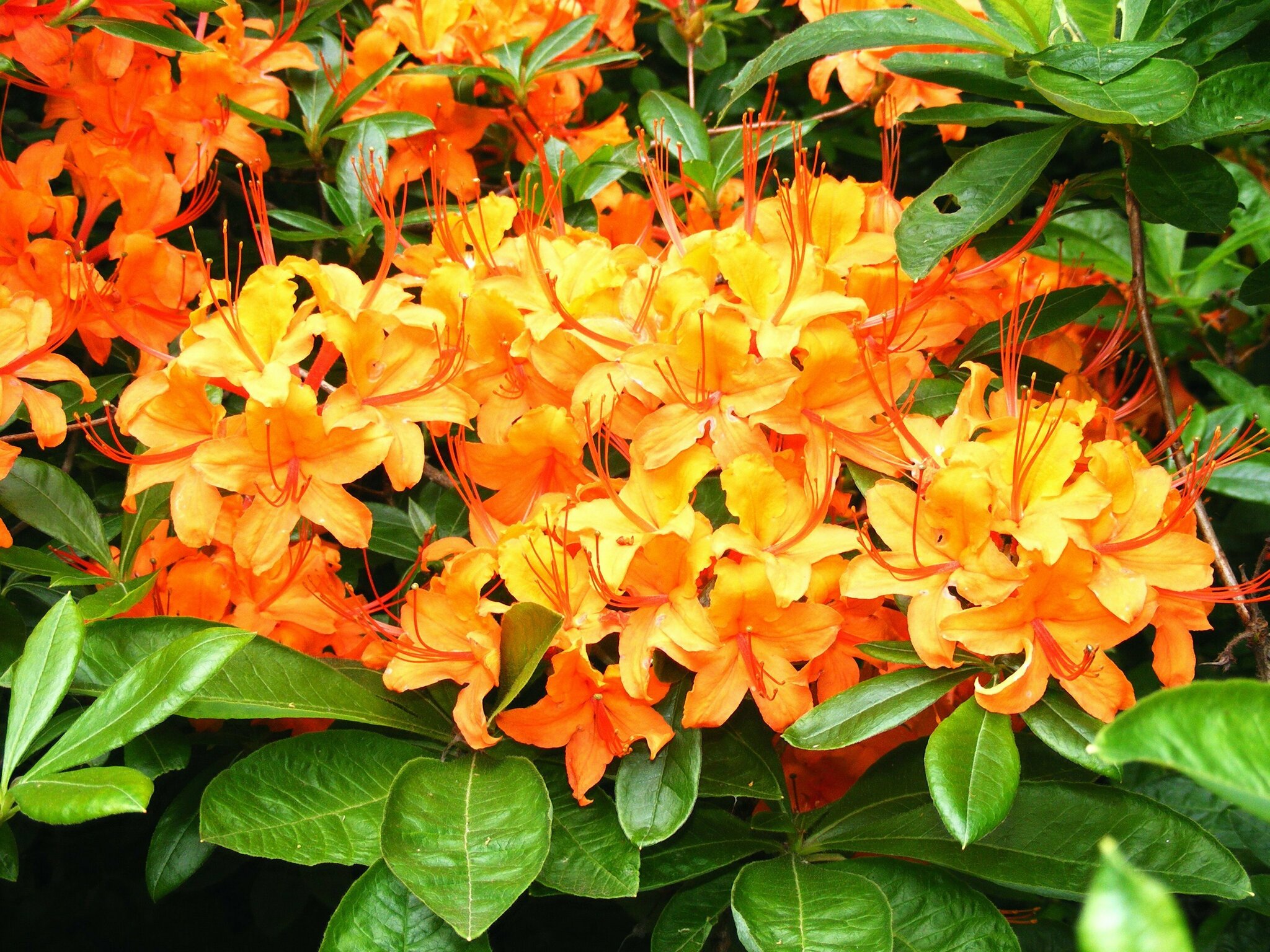 RHODODENDRONPARKANLAGE VON SCHLOSS TANNENFELD - Ghren