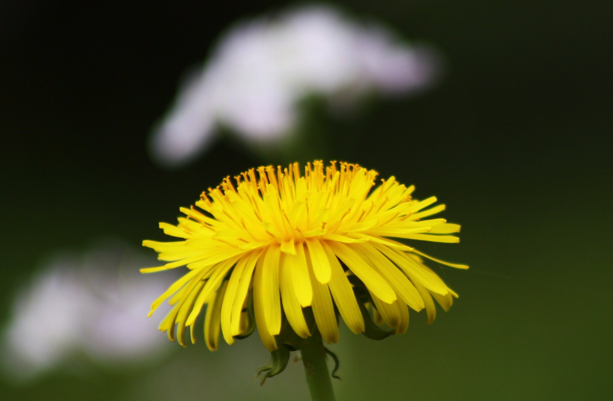 Blumenwiese in meinem Korbach