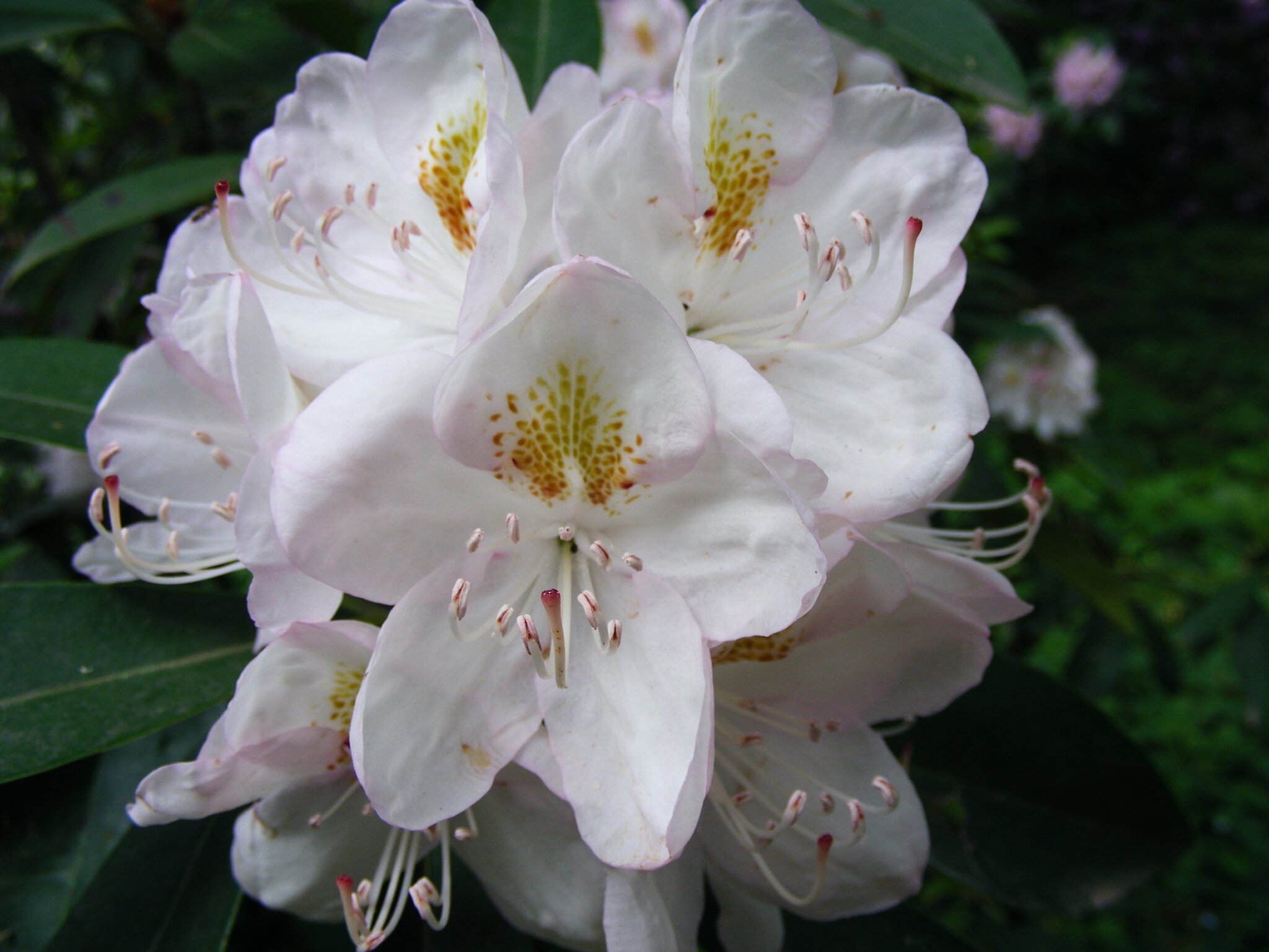 RHODODENDRONPARKANLAGE VON SCHLOSS TANNENFELD - Ghren
