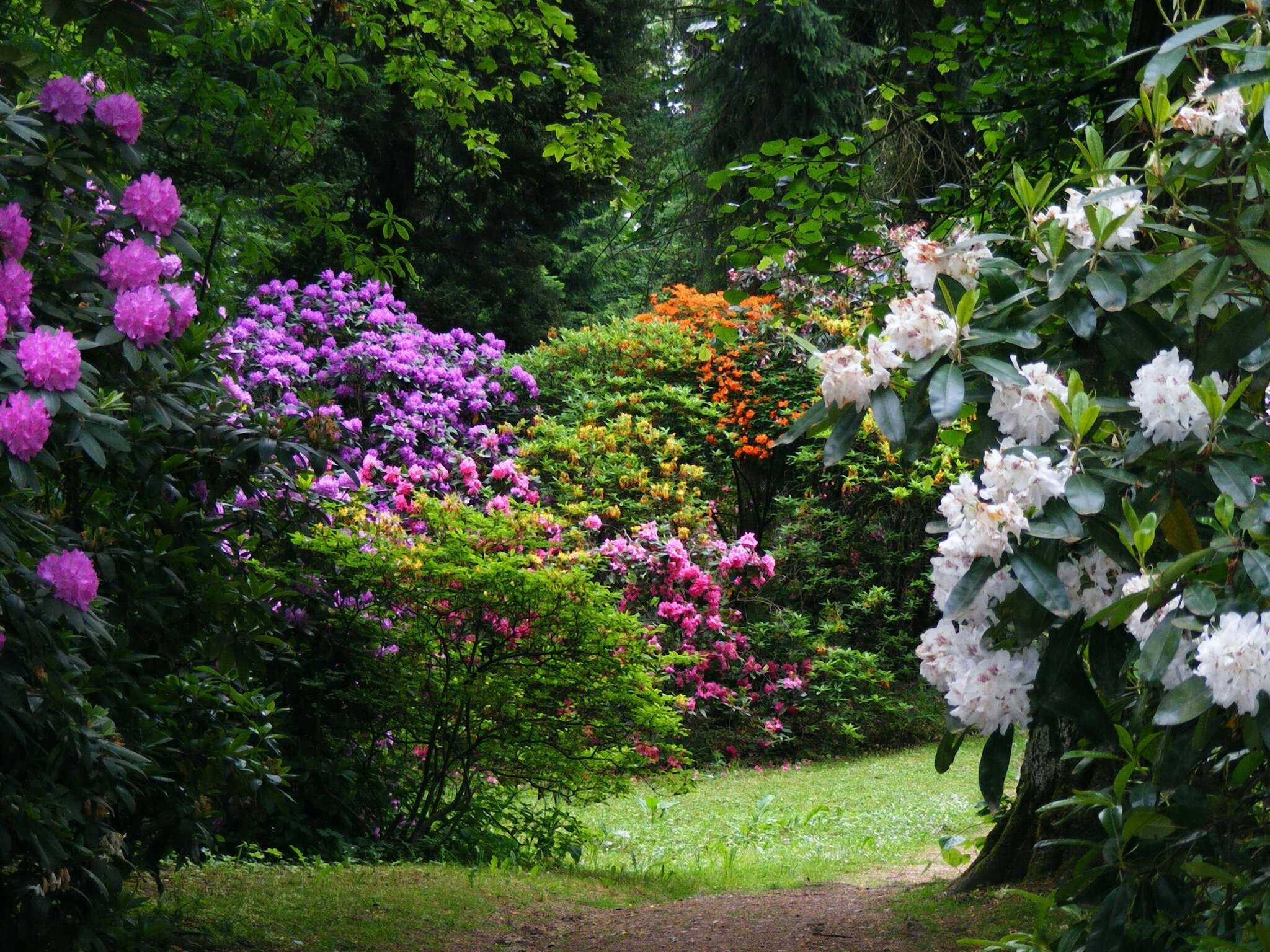 RHODODENDRONPARKANLAGE VON SCHLOSS TANNENFELD - Ghren