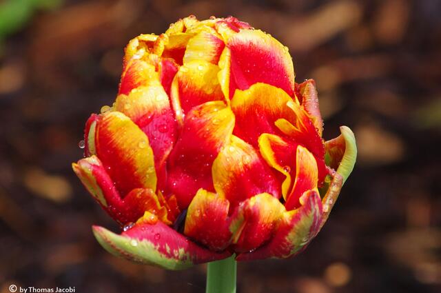 Tulpen...