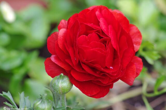 Eine Rose, oder? :-)
