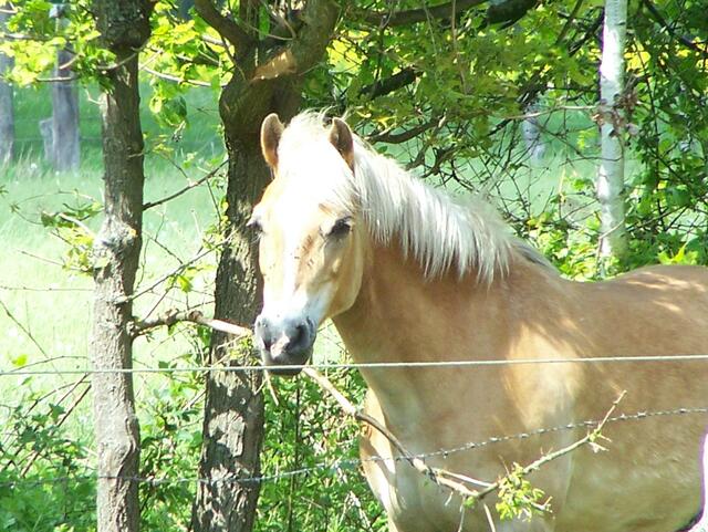 Im Detail - Hänigsen im Burgdorfer Land - ein Bericht von OKOK TELEVISION