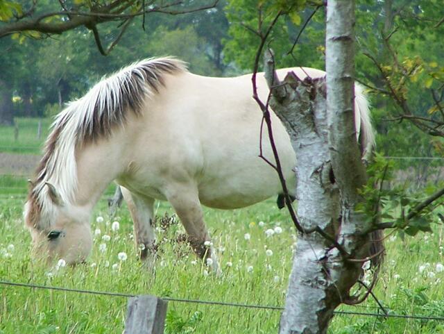 Im Detail - Hänigsen im Burgdorfer Land - ein Bericht von OKOK TELEVISION