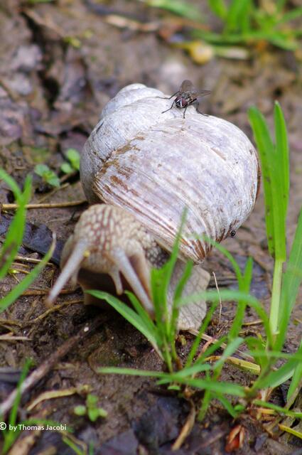 Eine Schnecke...