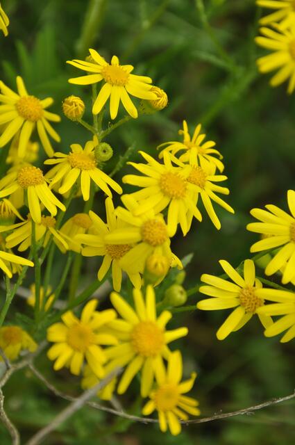 Im Detail - Hänigsen im Burgdorfer Land - ein Bericht von OKOK TELEVISION