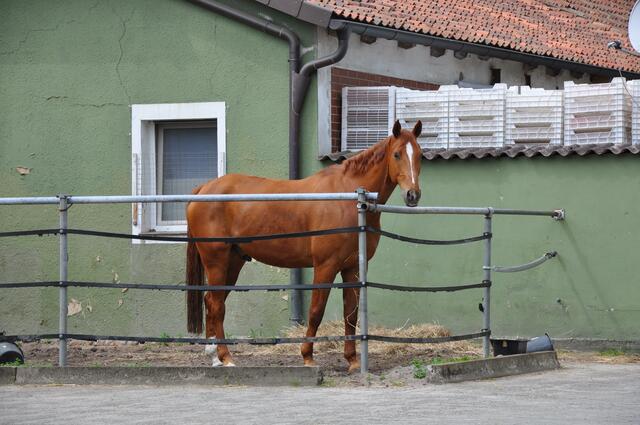 Im Detail - Hänigsen im Burgdorfer Land - ein Bericht von OKOK TELEVISION