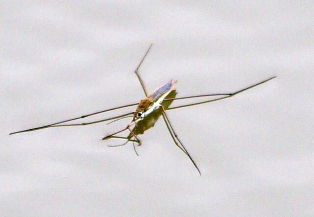 Wasserläufer. Ganz früher, als ich auch so klein war, da konnte ich das auch noch. :-)))