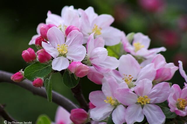 ...wunderschönen Blüten...