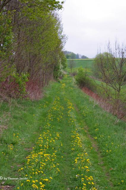 Wanderweg zwischen Schönfeld und Wiesa