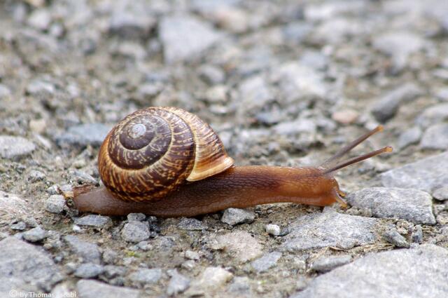 Naja, eine Schnecke mal wieder. :-)