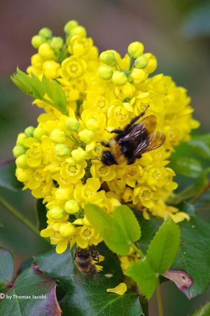 Keine Ahnung, was für eine Blüte das ist, aber sie hat zwei Gäste. :-)