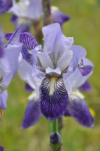 Im Detail - Hänigsen im Burgdorfer Land - ein Bericht von OKOK TELEVISION