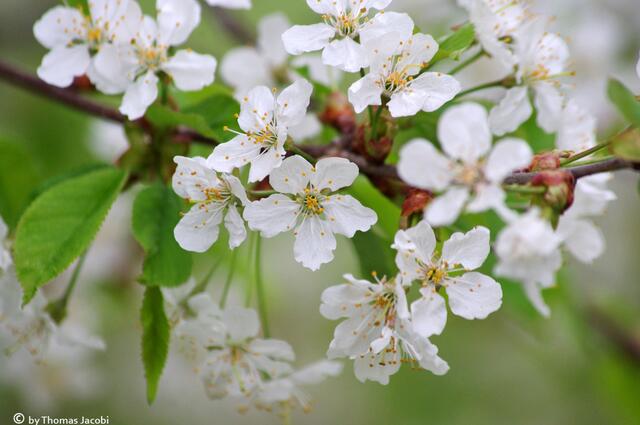 Und wieder weiße Blüten.
