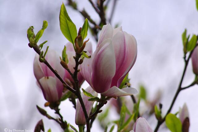 Das sind Tulpen-Magnolien, so...