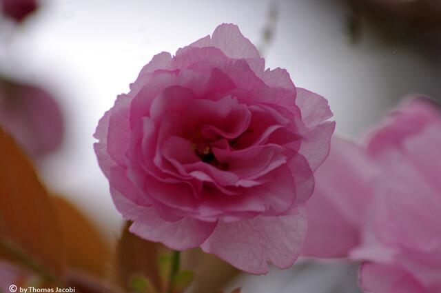 Keine Rose. :-)