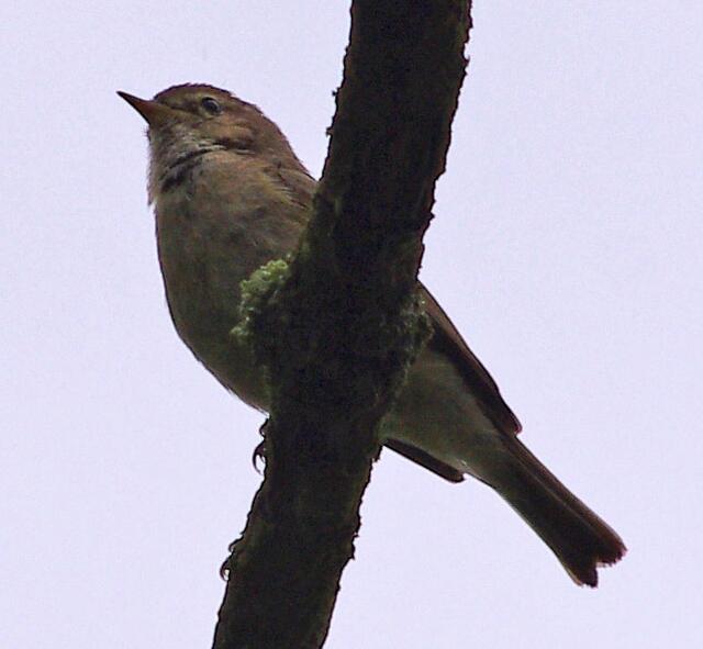Ein Singvogel. :-)