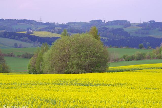 Auch hier im Erzgebirge gibt's Rapsfelder satt.