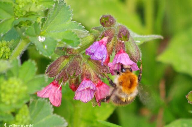 Eine dicke Hummel...