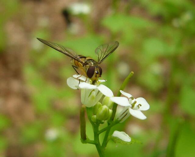 Schwebfliege