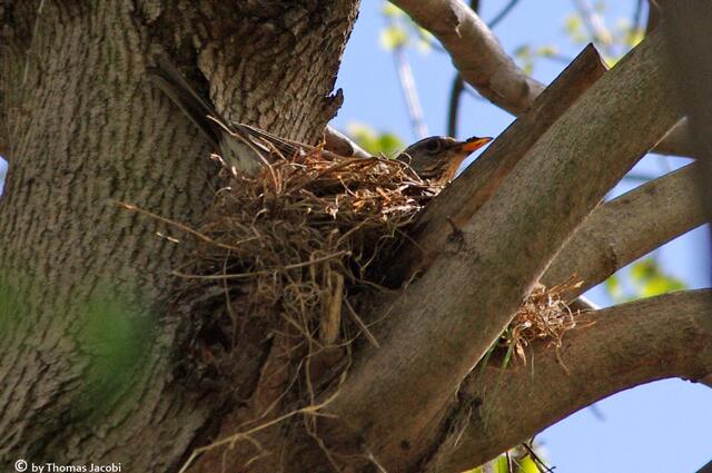 In Geyersdorf entdeckten wir diese Wacholderdrossel in ihrem Nest.