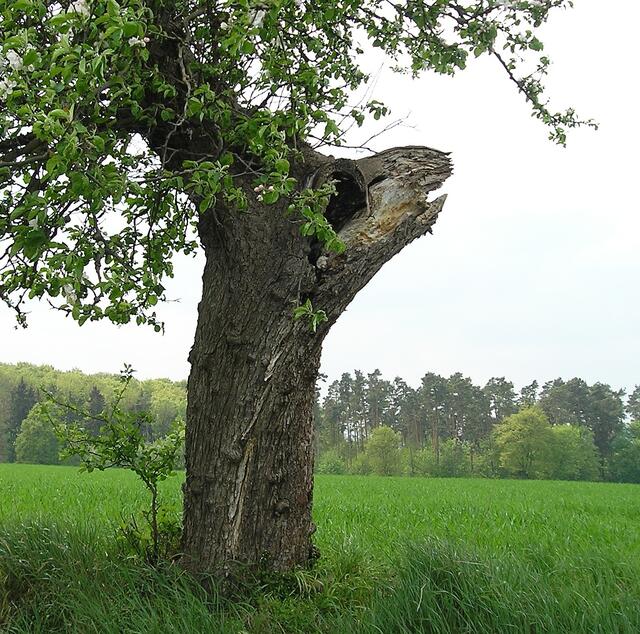 Ligneusmalussaurus