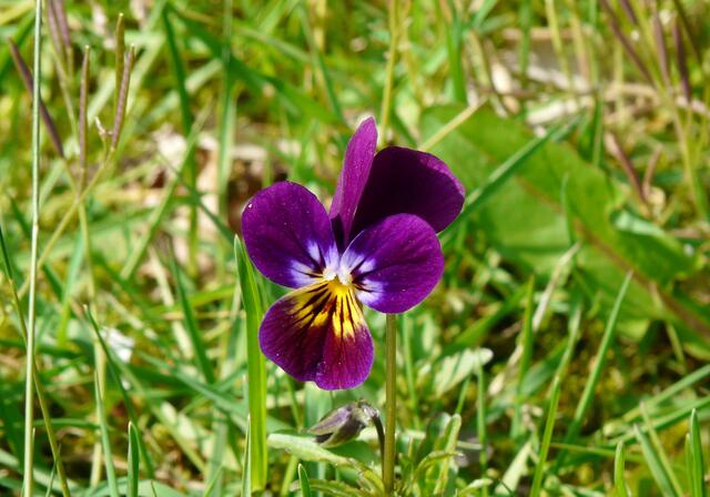 Lila Farbtupfen in der Wiese.